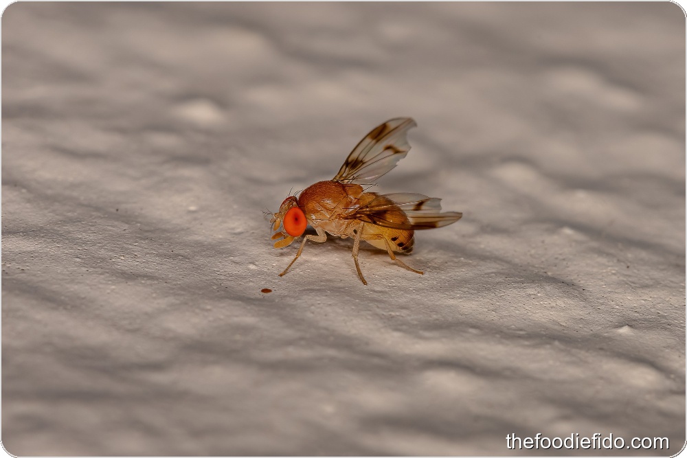 How to Get Rid of Fruit Flies Quickly — Practical, At-Home Strategies